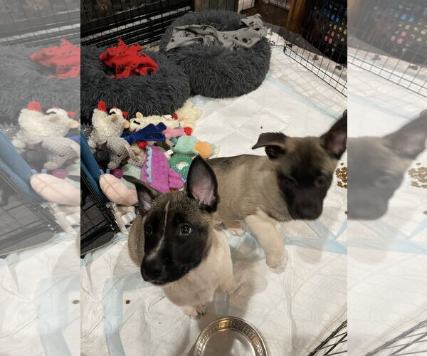 Medium Photo #4 German Shepherd Dog Puppy For Sale in Seattle, WA, USA