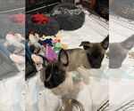 Small #3 German Shepherd Dog