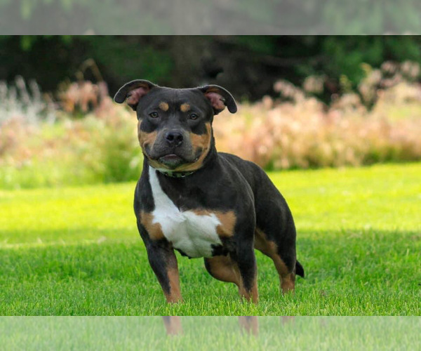 Medium Photo #1 American Bully Puppy For Sale in PUYALLUP, WA, USA