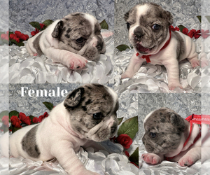 French Bulldog Puppy for sale in SOUTH PLAINFIELD, NJ, USA