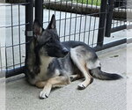 Small #2 German Shepherd Dog Mix