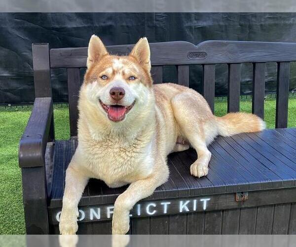 Medium Photo #2 Siberian Husky Puppy For Sale in Orange, CA, USA