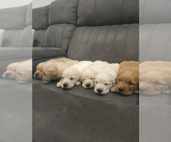 Medium Photo #10 Golden Retriever Puppy For Sale in ELVERTA, CA, USA