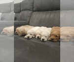 Small #9 Golden Retriever