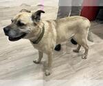 Small Mastiff