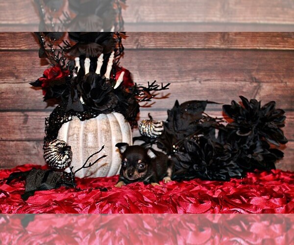 Medium Photo #1 Chihuahua Puppy For Sale in CHARLESTON, AR, USA