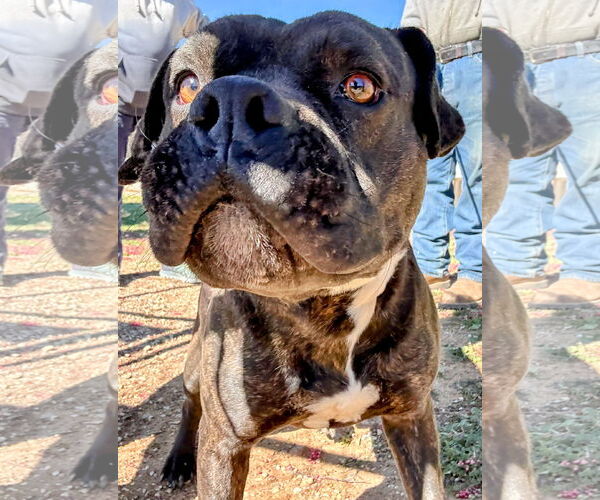 Medium Photo #10 Boxer-Unknown Mix Puppy For Sale in San Diego, CA, USA