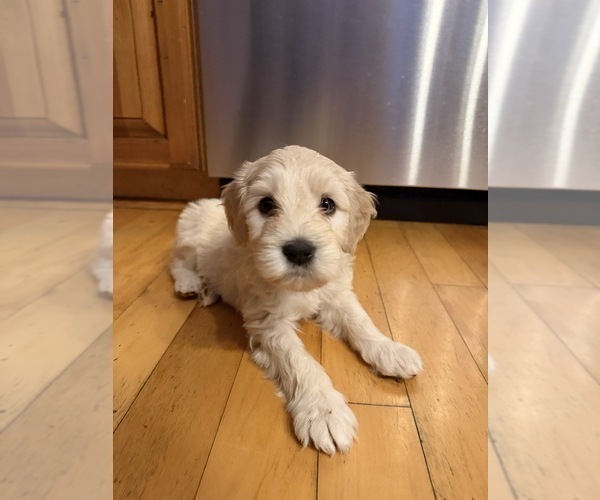 Medium Photo #2 Portuguese Water Dog Puppy For Sale in SWARTZ CREEK, MI, USA