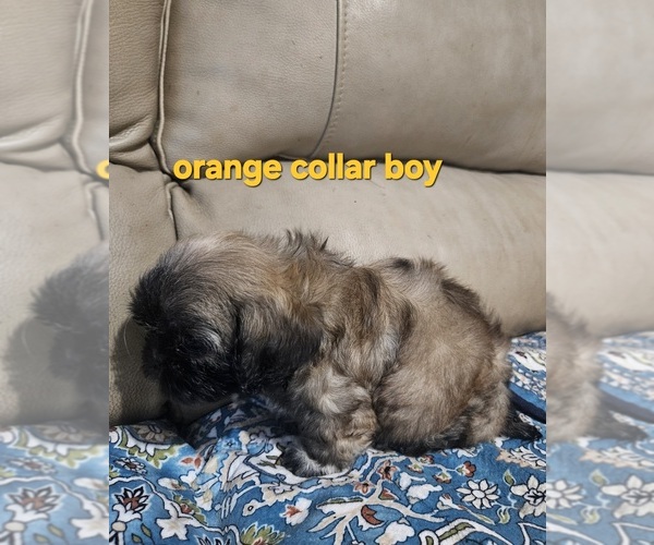 Medium Photo #5 Shih Tzu Puppy For Sale in WOODSFIELD, OH, USA