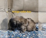 Small #4 Shih Tzu