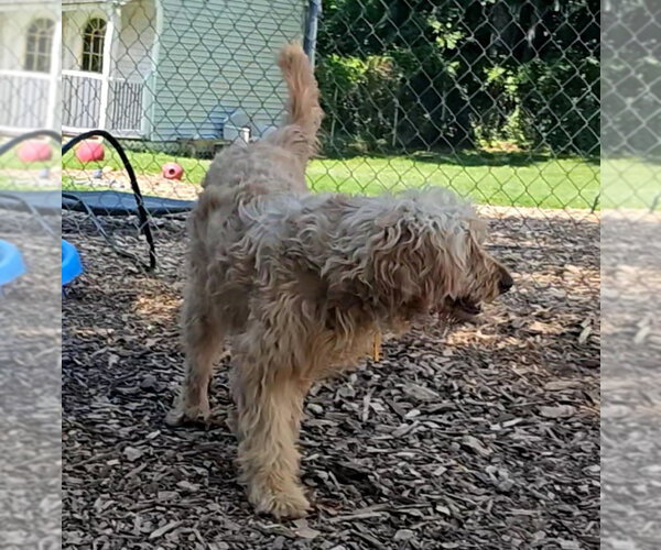 Medium Photo #4 Golden Retriever Puppy For Sale in Bloomingdale, NJ, USA
