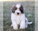 Puppy Bandit Bernedoodle (Miniature)