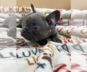 French Bulldog Puppy for sale in CHARLOTTE, NC, USA