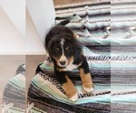 Small Photo #4 Bernese Mountain Dog Puppy For Sale in ELKTON, VA, USA
