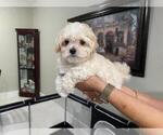 Small Photo #5 Maltipoo Puppy For Sale in LABELLE, FL, USA