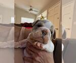 Small Photo #12 English Bulldog Puppy For Sale in TRABUCO CANYON, CA, USA