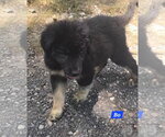Small #1 Great Pyrenees Mix