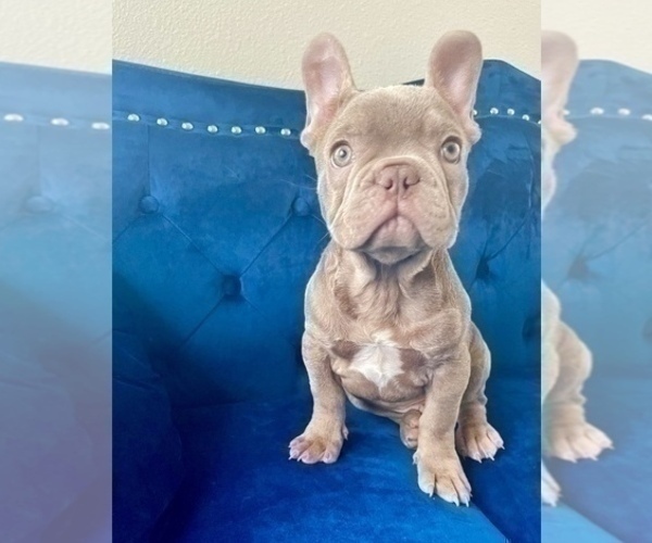 Medium Photo #9 French Bulldog Puppy For Sale in PALMDALE, CA, USA