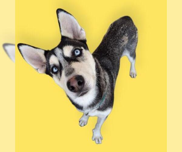 Medium Photo #1 - Mix Puppy For Sale in Bakersfield, CA, USA