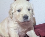 Small #5 Golden Retriever