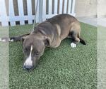 BRUTUS - Male Mutt Dog for Adoption - Small photo