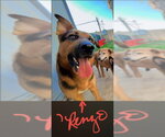 Small Photo #2 German Shepherd Dog-Unknown Mix Puppy For Sale in Winston Salem, NC, USA