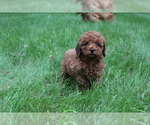 Small Photo #2 Poodle (Miniature) Puppy For Sale in EVART, MI, USA