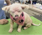Small #5 Maltese Mix