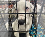 Small #7 Australian Shepherd-Dalmatian Mix