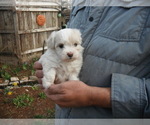 Small Photo #14 Coton de Tulear Puppy For Sale in COLUMBIA, MO, USA