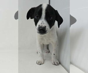 Lab-Pointer Dogs for adoption in Brewster, NY, USA