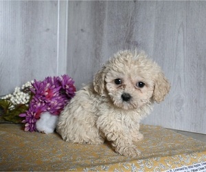 Cavachon Puppy for sale in DRESDEN, OH, USA