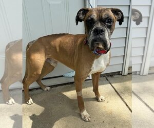 Boxer Dogs for adoption in Burnsville, MN, USA