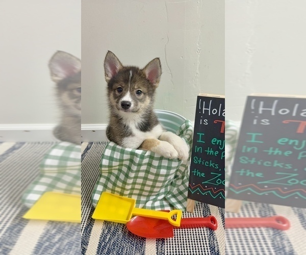 Medium Photo #16 Pomsky-Shiba Inu Mix Puppy For Sale in NASHUA, NH, USA