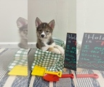 Small #6 Pomsky-Shiba Inu Mix