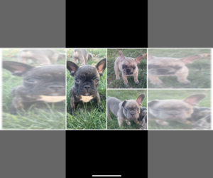 French Bulldog Puppy for sale in BAKERSFIELD, CA, USA