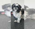 Small #1 Shih Tzu