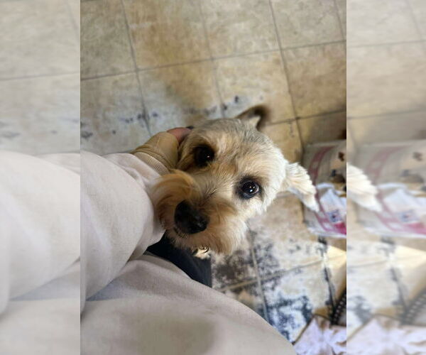 Medium Photo #2 Mutt Puppy For Sale in New York, NY, USA