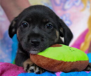 Dachshund-Unknown Mix Dogs for adoption in Weston, FL, USA