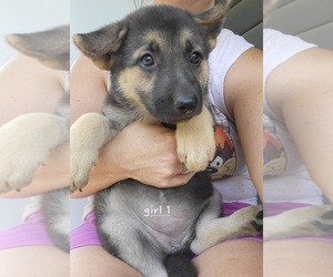 German Shepherd Dog Puppy for Sale in EWING, Virginia USA