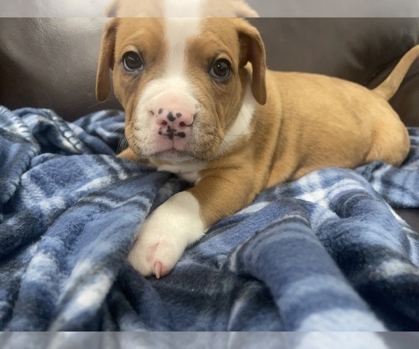 Medium Photo #89 American Bully Puppy For Sale in REESEVILLE, WI, USA
