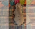 Small Photo #68 Great Dane Puppy For Sale in SPRAGGS, PA, USA