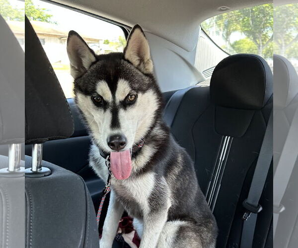 Medium Photo #5 - Mix Puppy For Sale in Newport Beach, CA, USA