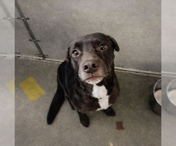 Medium Photo #1 Australian Kelpie-Unknown Mix Puppy For Sale in Canton, CT, USA