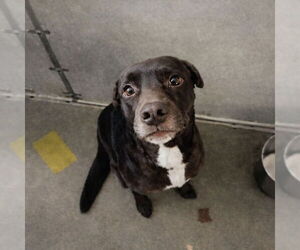 Australian Kelpie-Unknown Mix Dogs for adoption in Canton, CT, USA