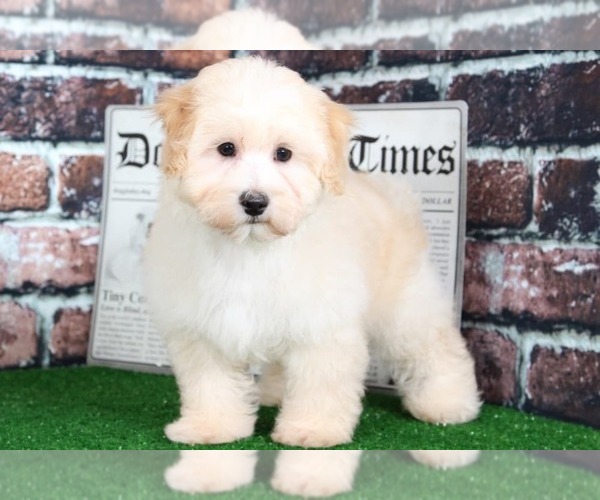 Medium Photo #2 Maltipoo Puppy For Sale in BEL AIR, MD, USA