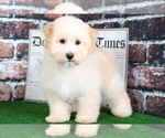 Small Photo #2 Maltipoo Puppy For Sale in BEL AIR, MD, USA