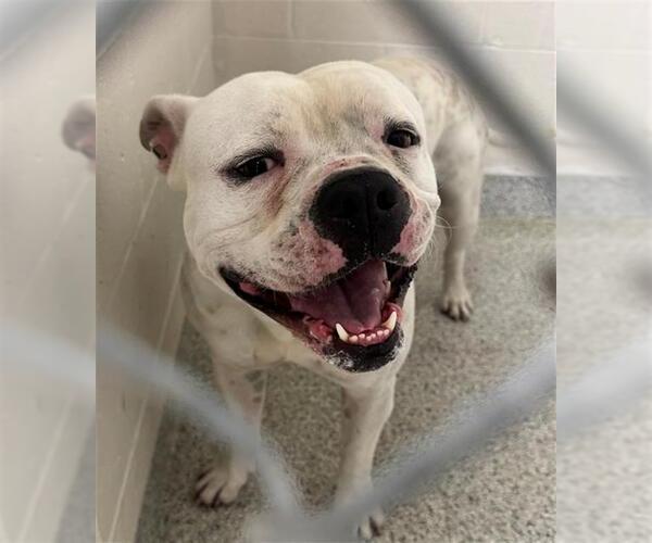 Medium Photo #1 American Bulldog Puppy For Sale in Naples, FL, USA