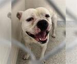 Small American Bulldog