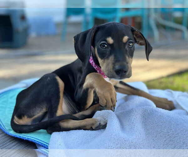 Medium Photo #6 Doberman Pinscher-Unknown Mix Puppy For Sale in Minneaoplis, MN, USA